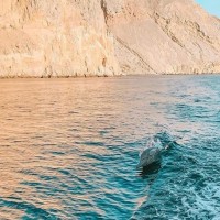 Book Dolphin Watching Tour In Musandam